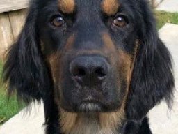 springer_rottie_1_20220614_1997400266